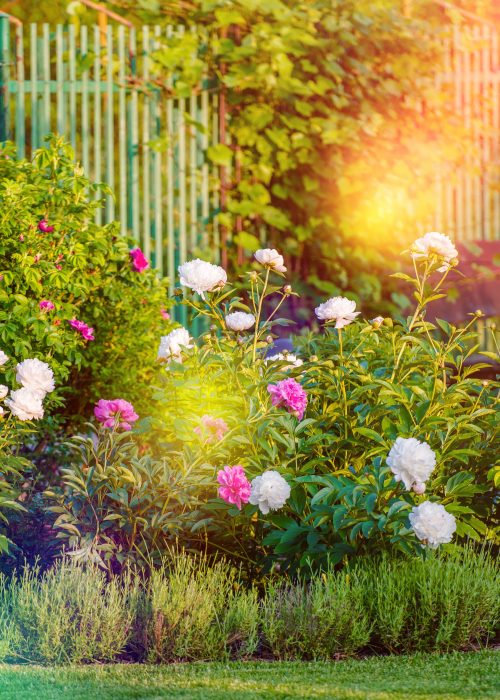 Sunny Flowering Garden