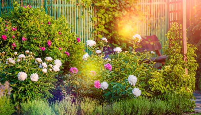 Sunny Flowering Garden