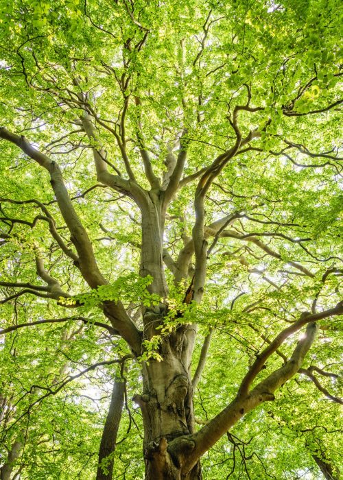 Tree in the forest garden