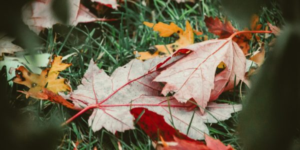 Autumn leaves in a composter