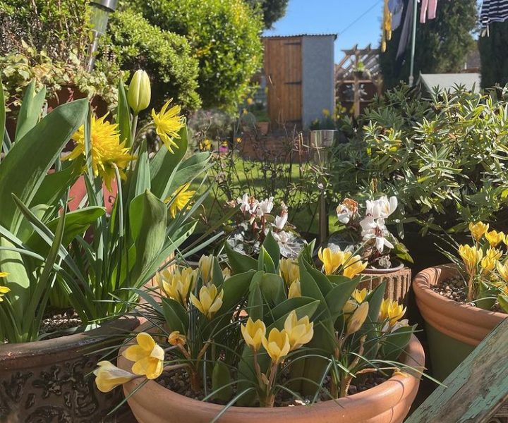 View From a Potting Bench 18