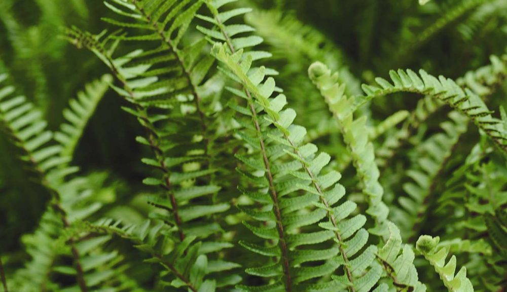 Boston Fern