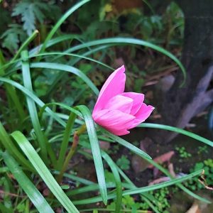 Crinum Lily