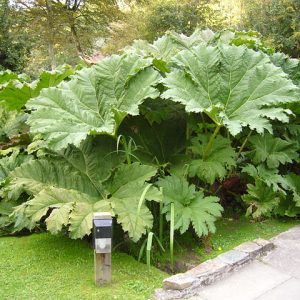 Giant Rhubarb