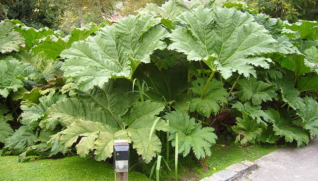 Giant Rhubarb