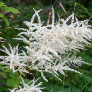 Goat's Beard