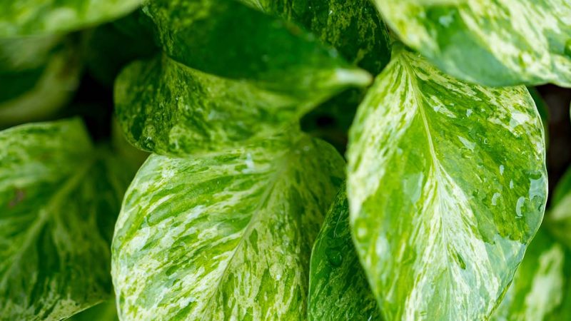 Golden Pothos