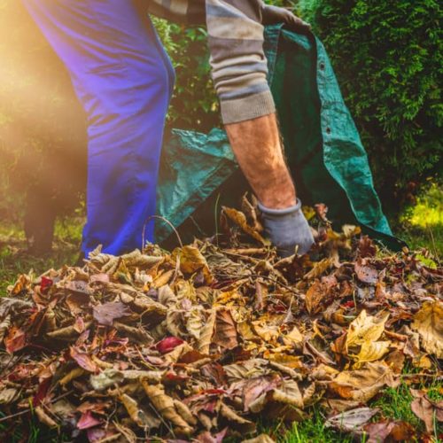 Lawn and Leaves