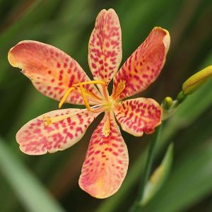 Leopard Flower