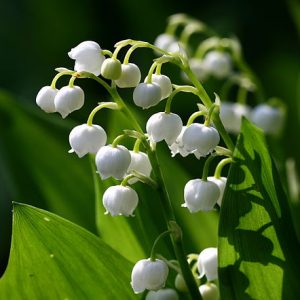 Lily of the Valley