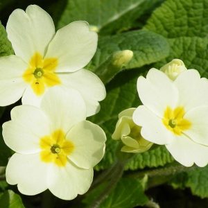 Primrose