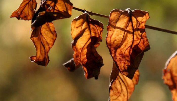 Wilting Plant