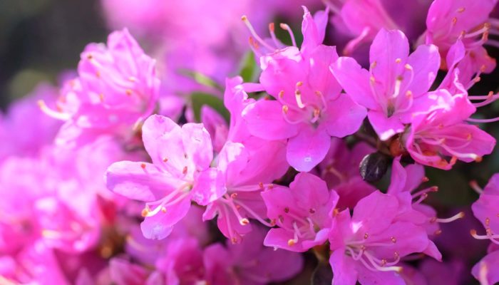 Rhododendron