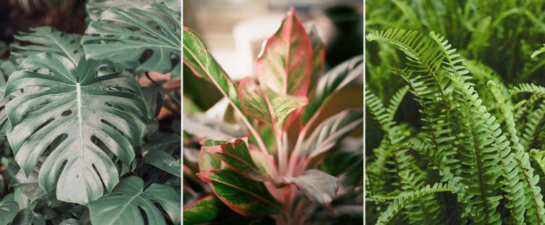 Top 10 Best Indoor Plants For Dark Rooms | Hozelock Ltd