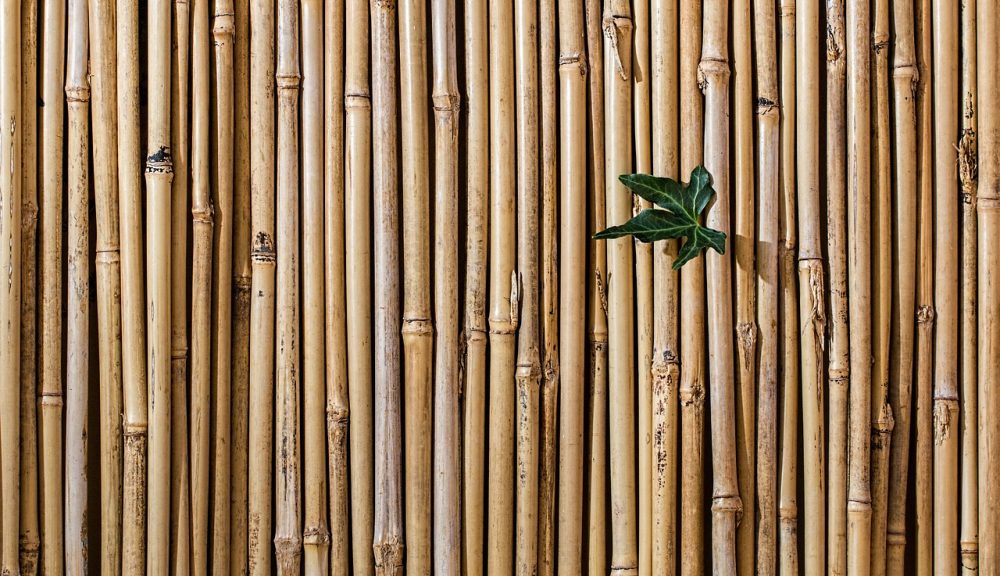 Bamboo