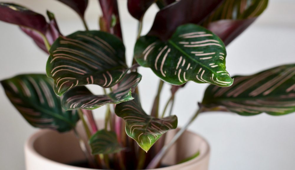 Calathea Lancifola