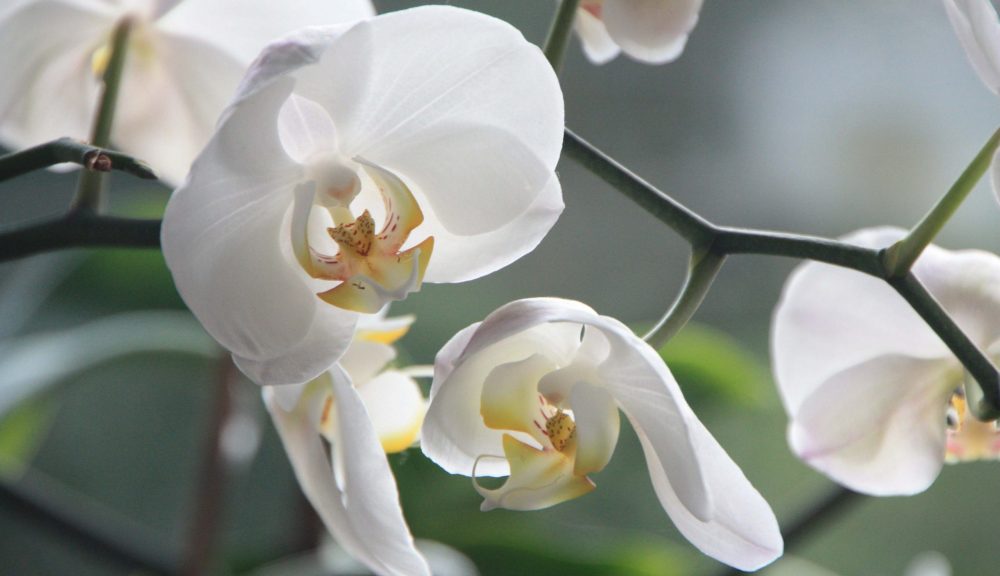 Orchid