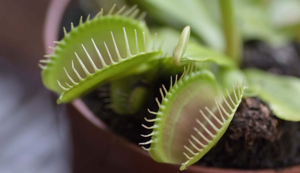 Venus Flytrap