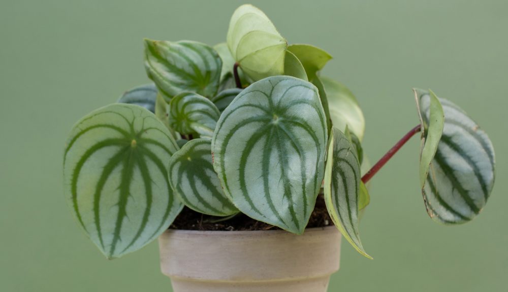 Watermelon Peperomia