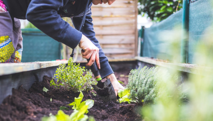 Planting