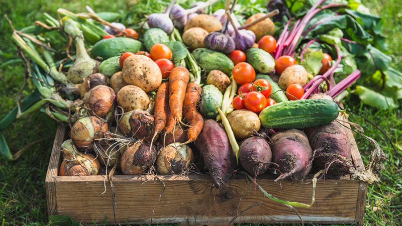 Edible Gardening