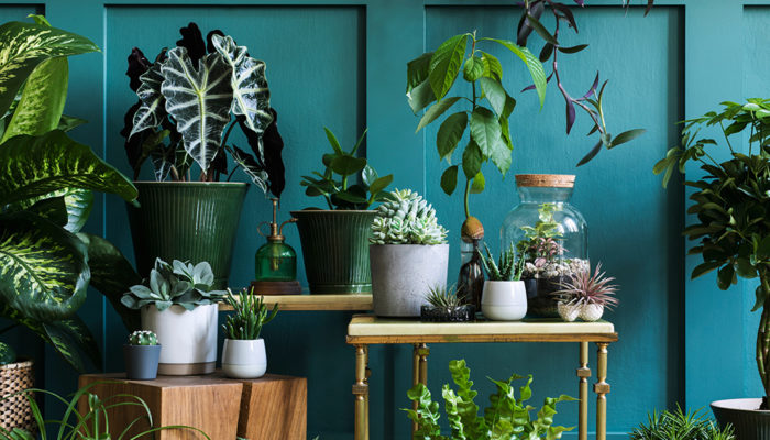 Houseplants