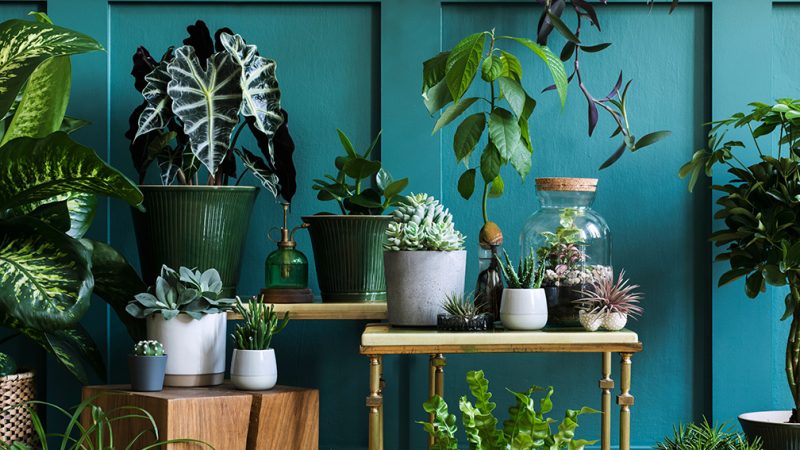 Houseplants