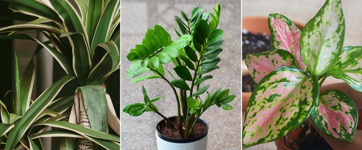 Top 5 Best Plants For The Office | Hozelock Ltd