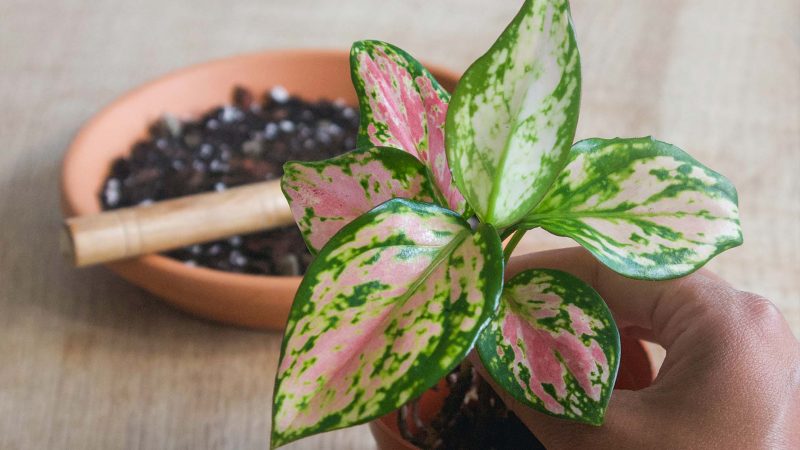 Chinese Evergreen