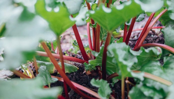 Rhubarb