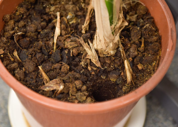 An in pot watering system 3