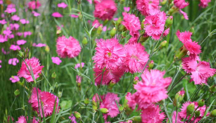 Dianthus Plumarius