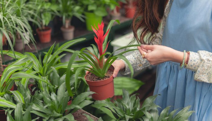 Greenhouse Maintenance