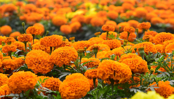 Marigold