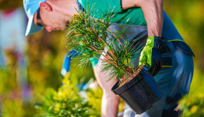 Plant trees and shrubs