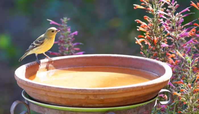 Bird Bath scaled