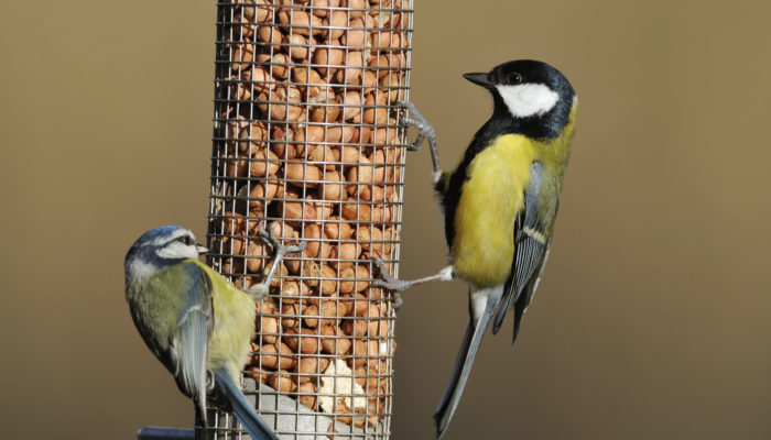 Bird Feeder