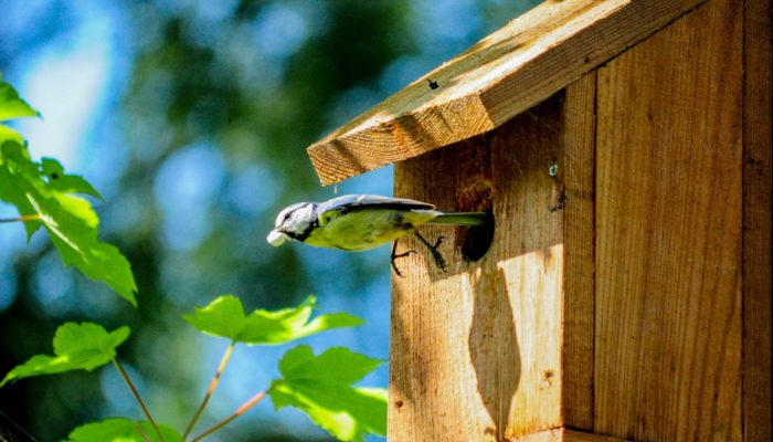 Bird House scaled