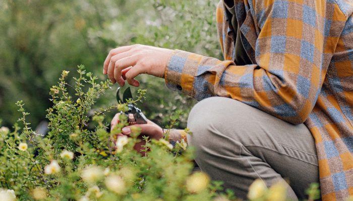 Pruning Flowers