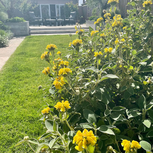 Jerusalem Sage Phlomis Fruticosa