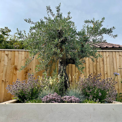 Olive Tree