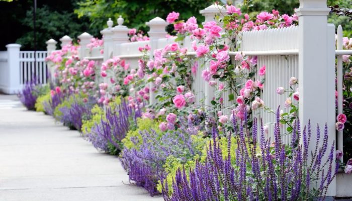 Planting Climbing Plant