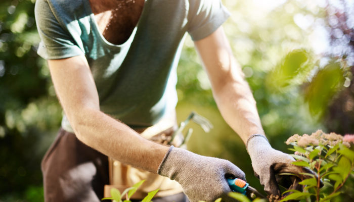 Pruning