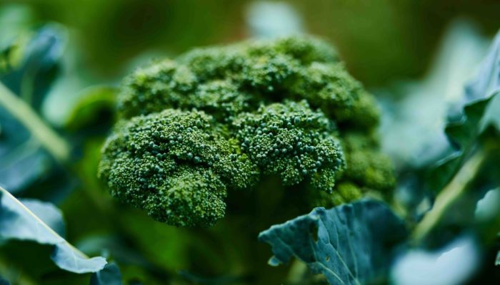 Broccoli scaled