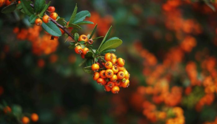 Fruit Trees and Berry Bushes