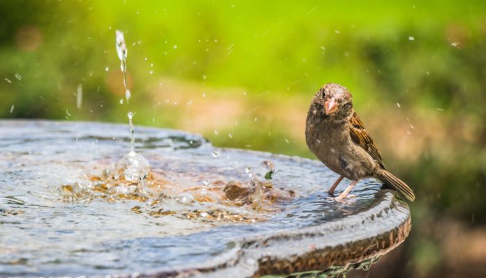 Bird Baths