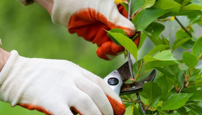 Pruning