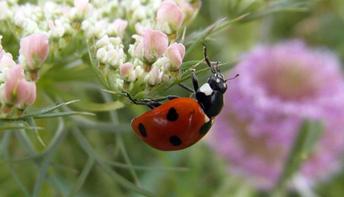 Ladybugs