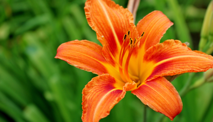 Daylilies