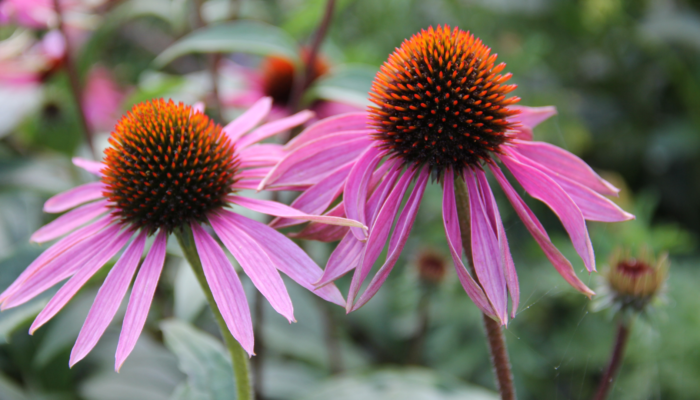 Enchinacea